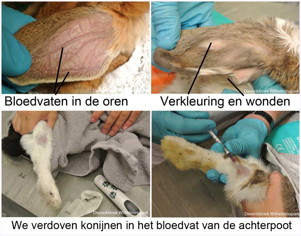 Verdoven van een konijn in de oorvene is aangepast naar verdoven in het bloedvat van de achterpootde achterpoot